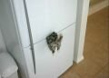 magnet
